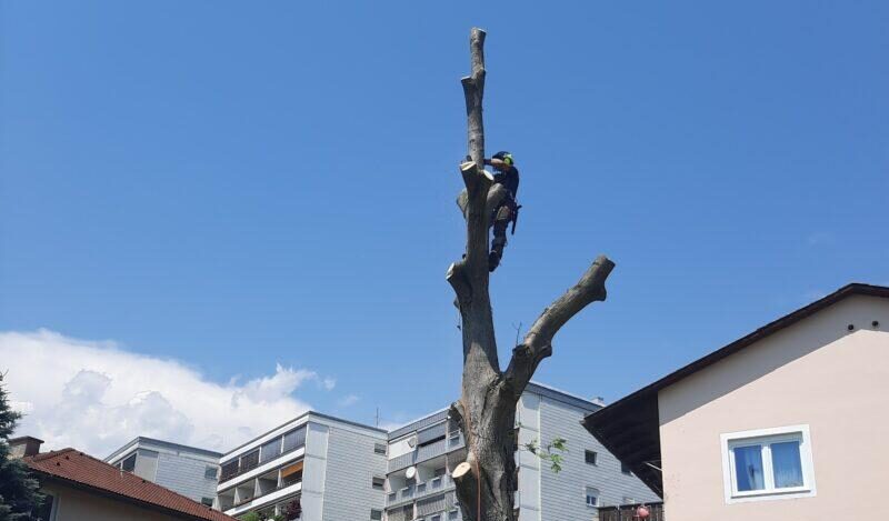 Baumpflege: Baumkletterer arbeitet an einem toten Baum in einer Stadt
