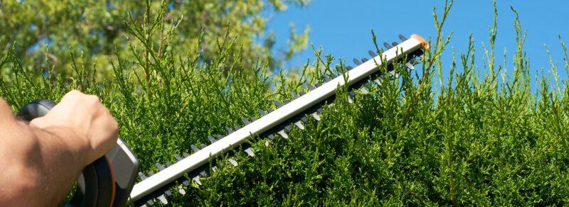 Person schneidet Hecke mit elektrischer Heckenschere